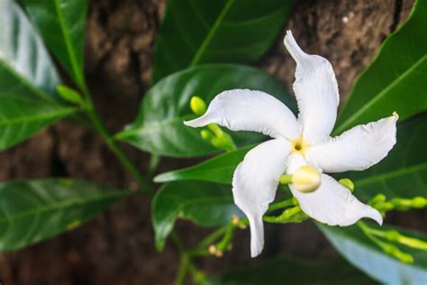 sampaguita flower meaning.